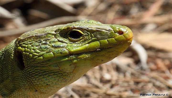 Des actions d’inventaires et découvertes des reptiles ce printemps en région Occitanie